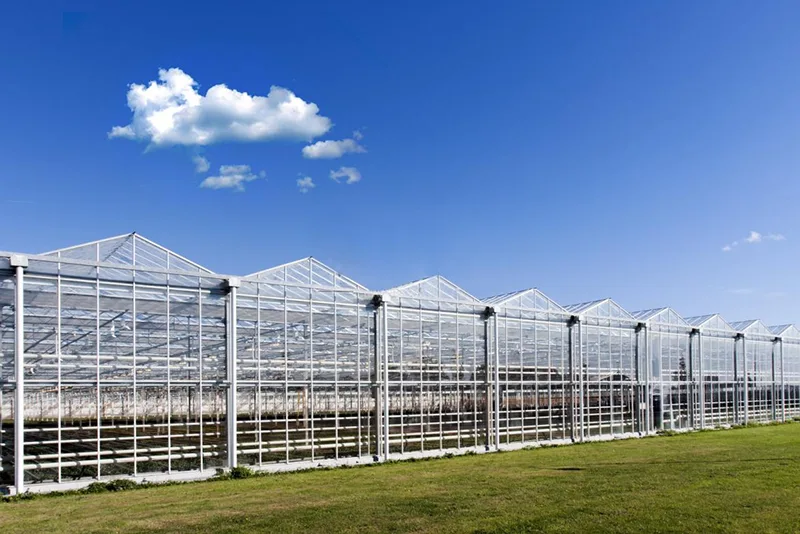 Multi-Span Greenhouses