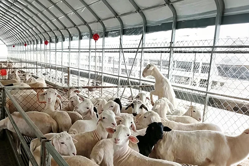 Livestock Greenhouses