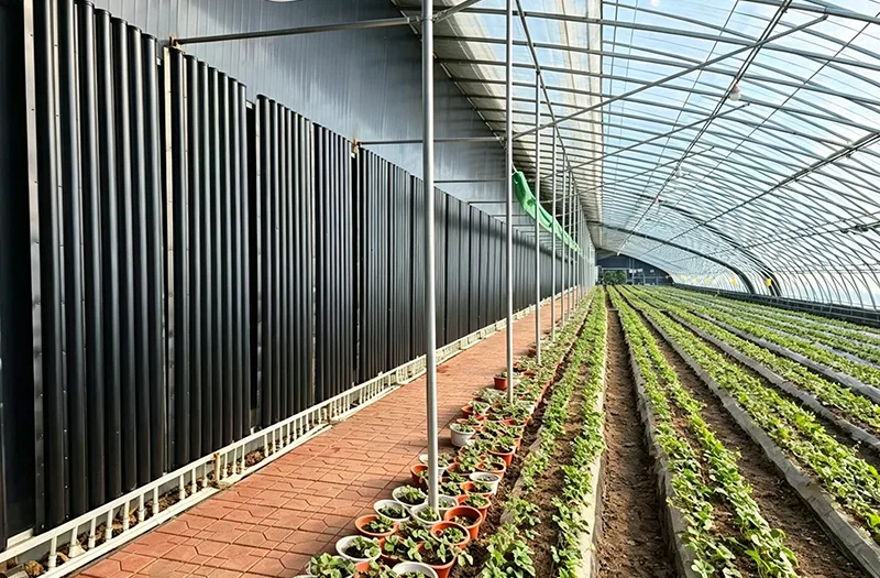 How Can Farmers Choose the Right Solar Greenhouses for Efficient Year Round Crop Production?