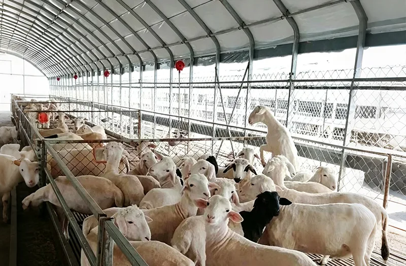 What Should Be Considered When Selecting Livestock Greenhouses for Farming Projects?