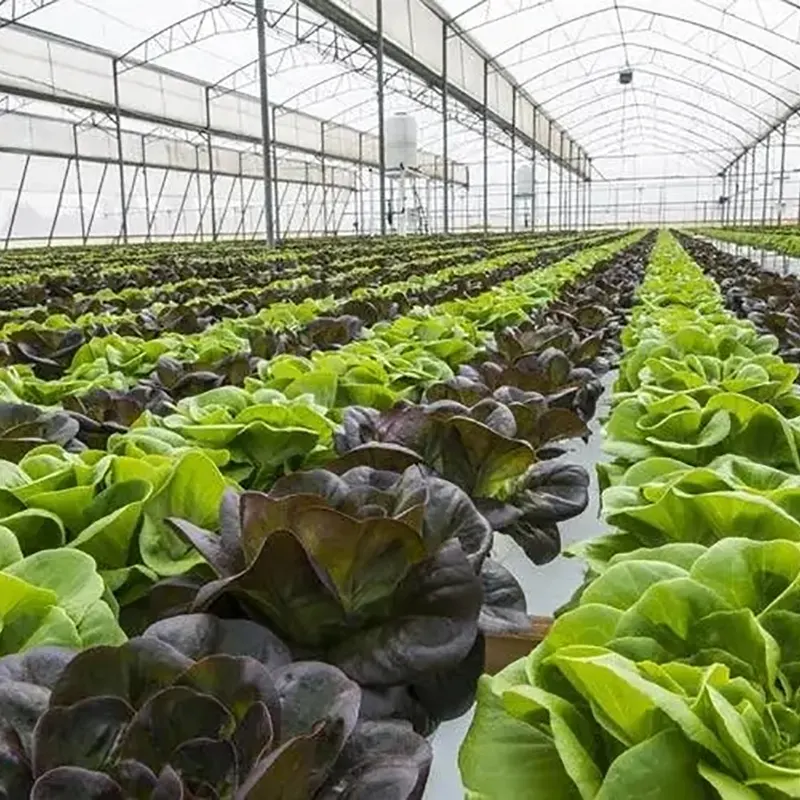 Ecological-Picking Multi-Span Greenhouse