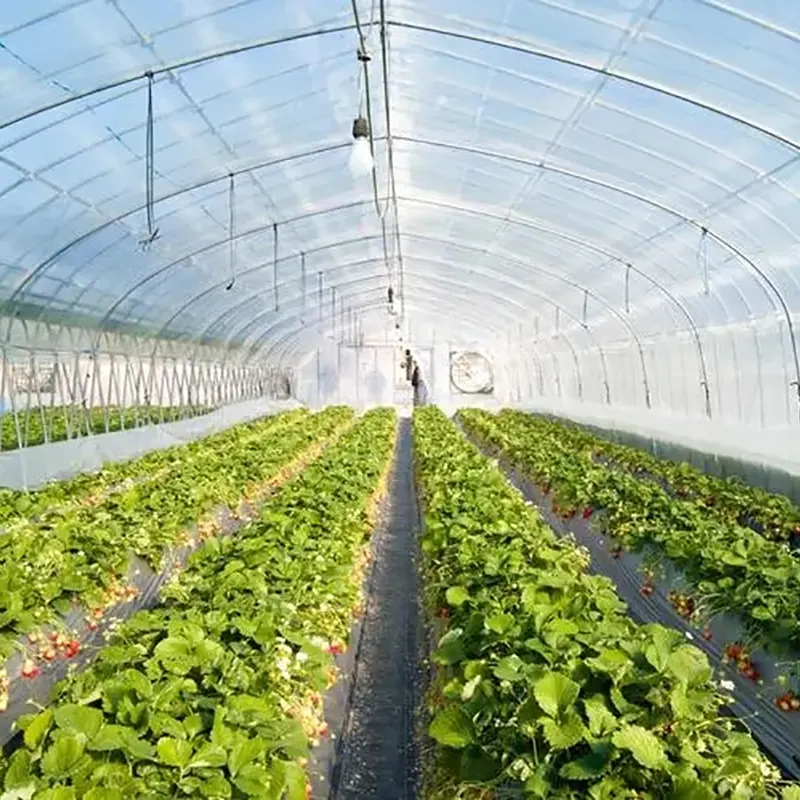 Double-Steel Frame Round-Arch Solar Greenhouse