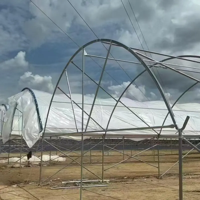 Medium-Span Round-Arch Multi-Span Greenhouse