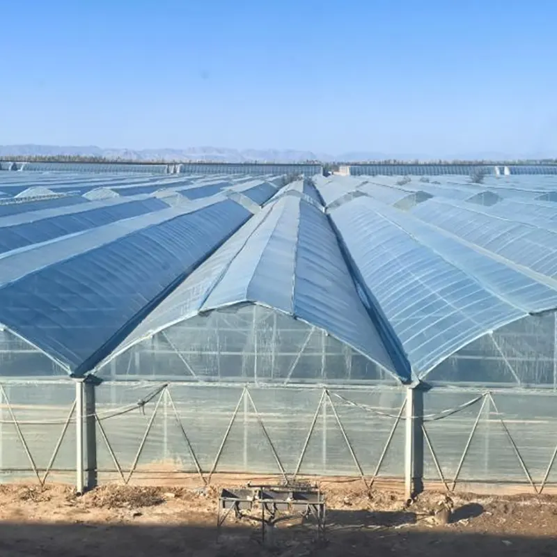 Single-Layer Film Multi-Span Greenhouse